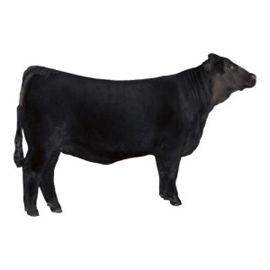 Angus Female