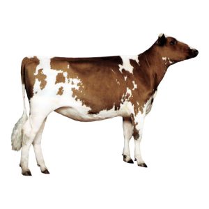 Ayrshire Jr.