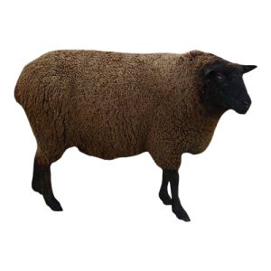 Black Corriedale Ewe 1