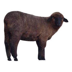 Black Corriedale Ewe 2