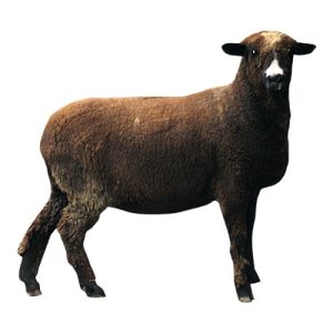 Black Rambouillet Ewe