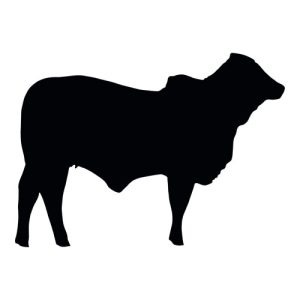 Cattle Images for Award Banners | Unique Images Fair Banners