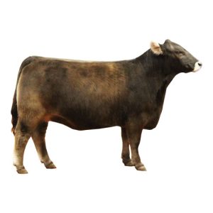 Braunvieh Heifer