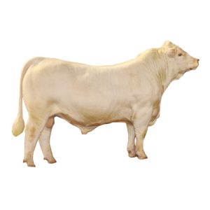 Charolais Bull