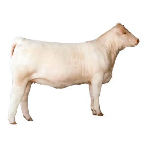 Charolais Female