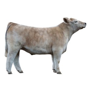 Charolais Steer