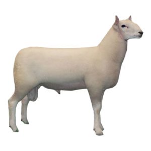 Cheviot Ram 1