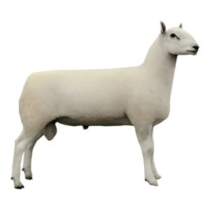 Cheviot Ram 2