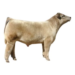 Chianina Steer