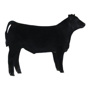 Club Calf Steer