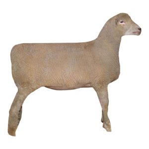 Corriedale Ewe