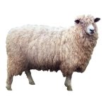 Costwold Ewe