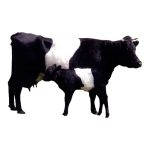 Cow/Calf