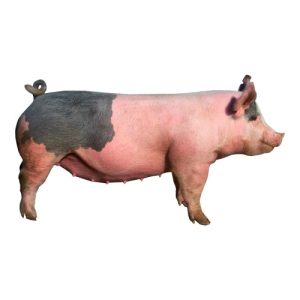 Crossbred Gilt