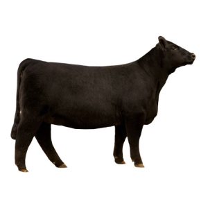 Crossbred Heifer