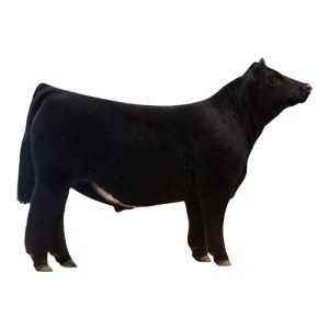 Crossbred Steer