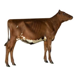 Dairy Heifer