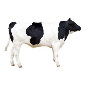 Dairy Steer