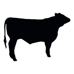 Dairy Steer Silhouette