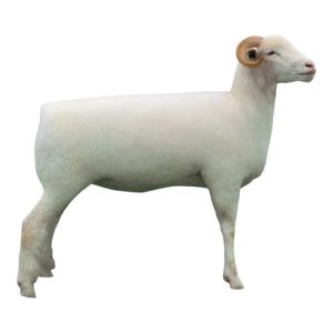 Dorset Ewe Horned