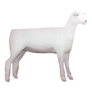 Dorset Ewe Polled 1