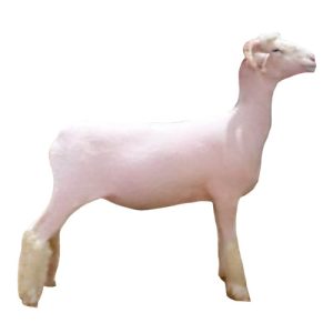 Dorset Ewe Slick Shorn