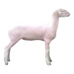 Dorset Lamb 2
