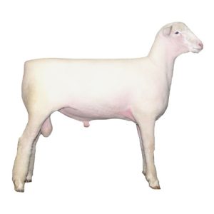 Dorset Ram
