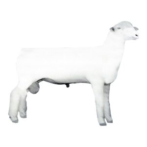 Dorset Ram Polled