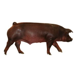 Duroc Barrow