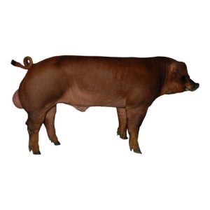 Duroc Boar