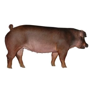 Duroc Gilt