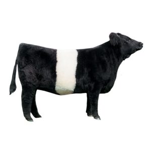 Dutch Belt Heifer