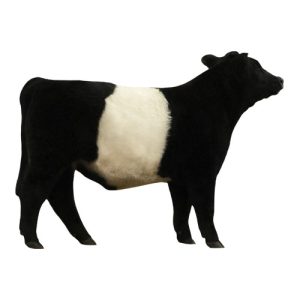 Dutch Belt Steer