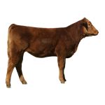 Feeder Calf Heifer