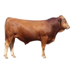 Gelbvieh Bull