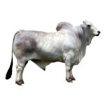 Grey Brahman Bull