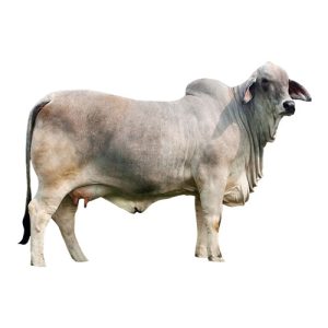 Grey Brahman Female