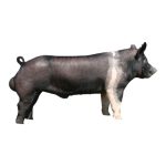 Hampshire Boar