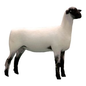 Hampshire Ewe