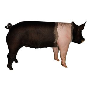 Hampshire Gilt 1