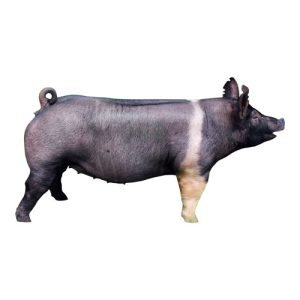 Hampshire Gilt 2