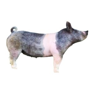 Hampshire Gilt 3