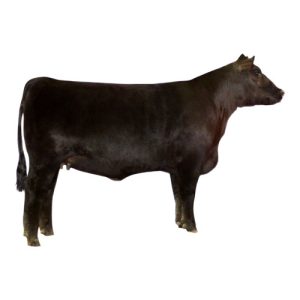 Heifer 1