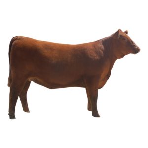 Heifer 2