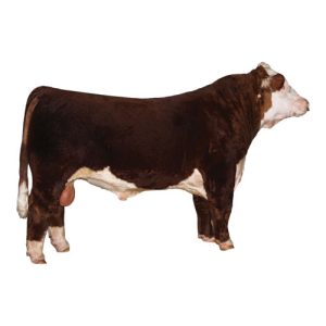 Hereford Bull