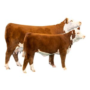 Hereford Cow/Calf