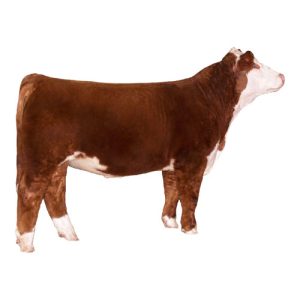 Hereford Steer 1