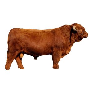 Highland Bull