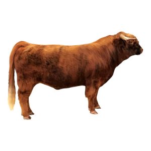 Highland Steer